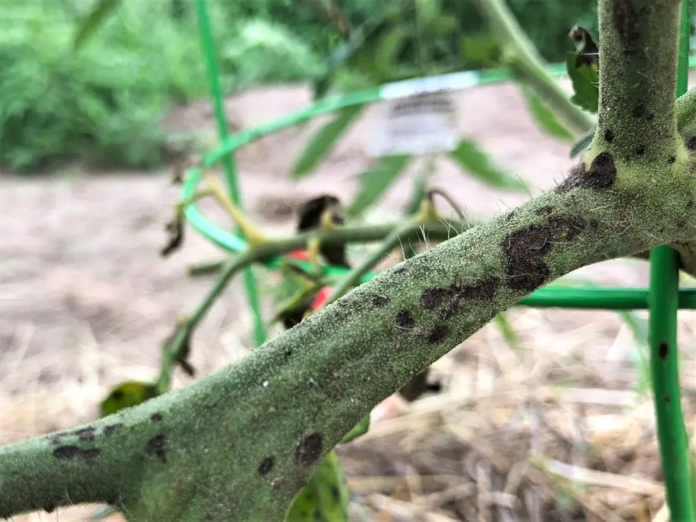 Black spots on tomato stem - Tomato blight