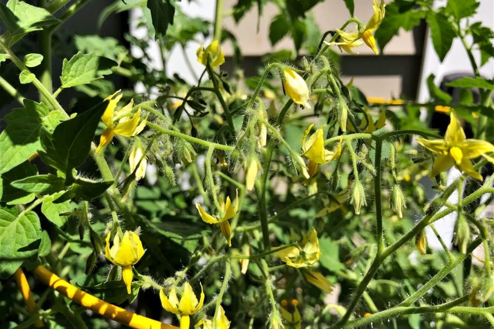 Tomato flowers blooming