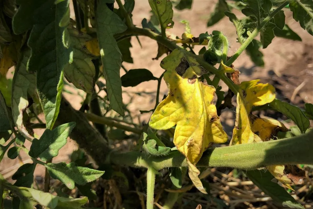Tomato leaves turning yellow