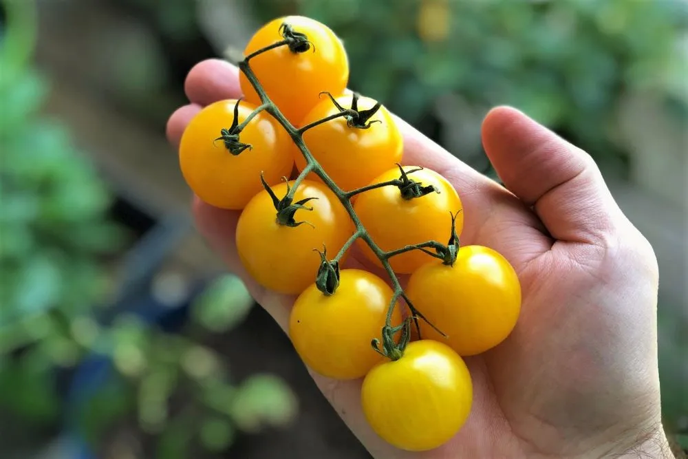 Yellow cherry tomato truss