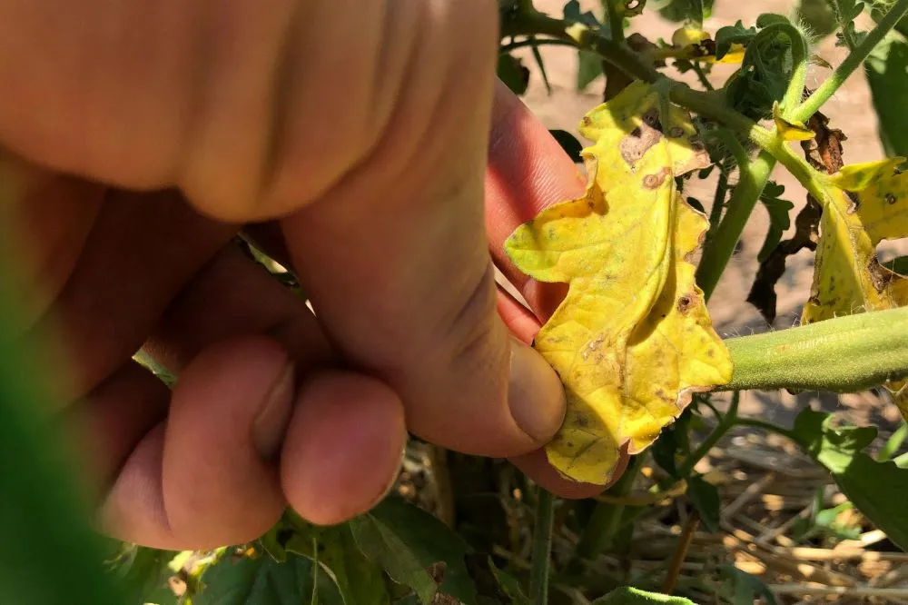 Yellow tomato leaf