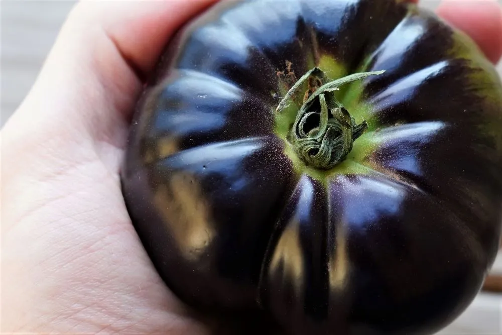 Black beauty tomato anthocyanins