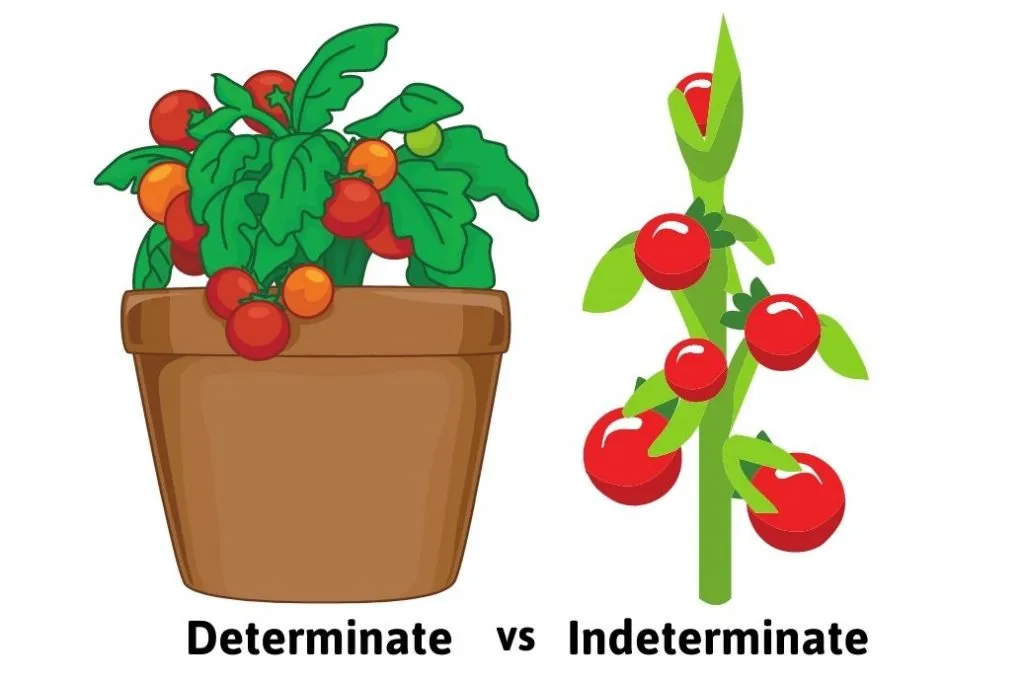 Determinate vs indeterminate tomatoes