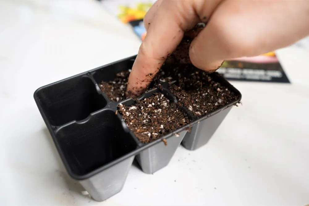 Packing seed soil into seedling trays