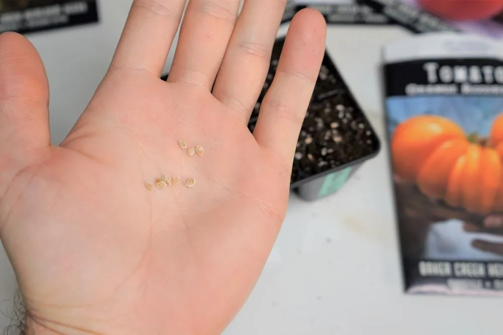 Tomato seeds in hand