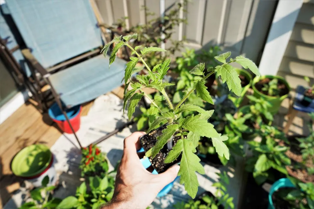 Tomato Plant 5 weeks old