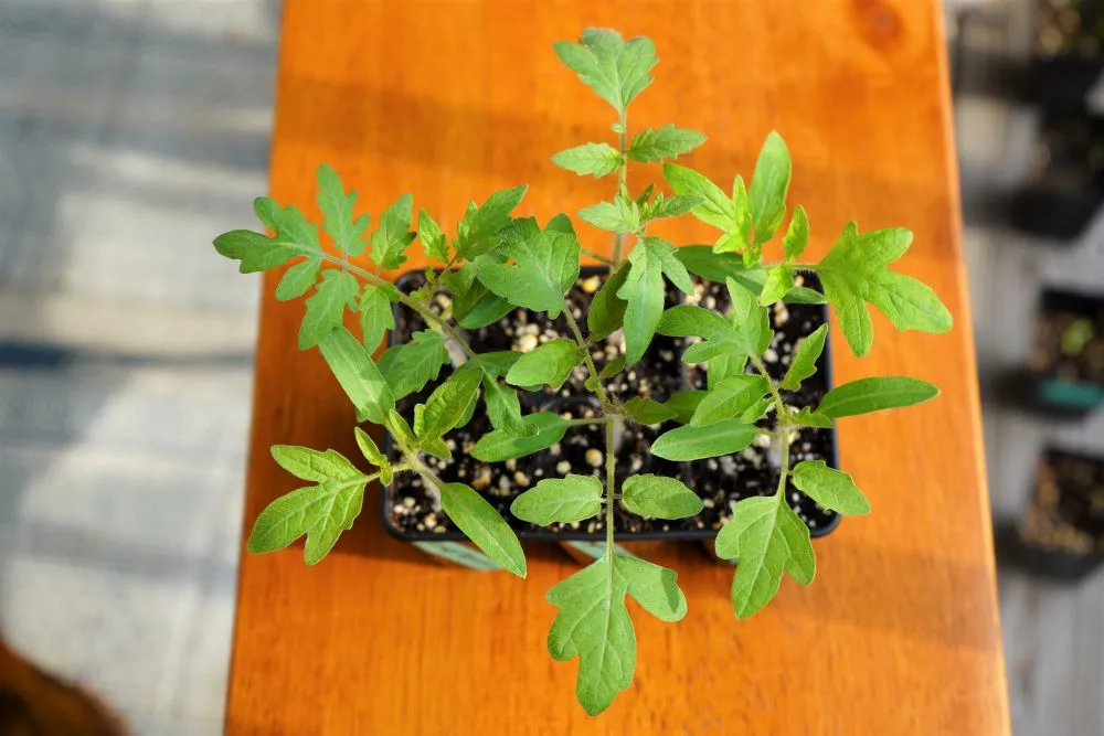 Tomato seedlings in seed cells