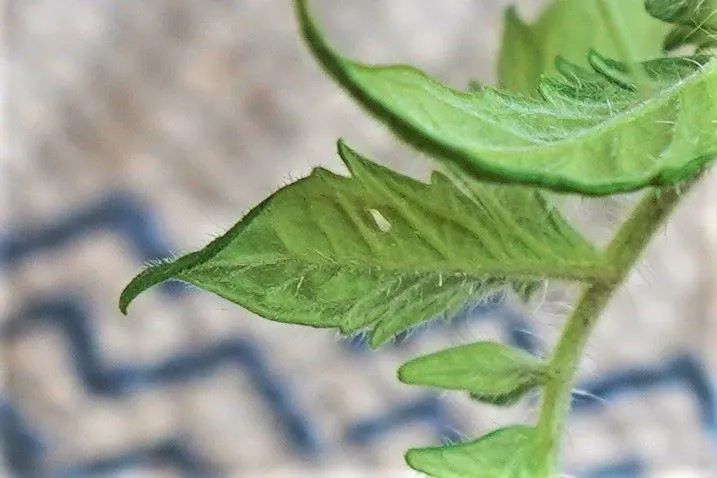 White fly on tomato leaf