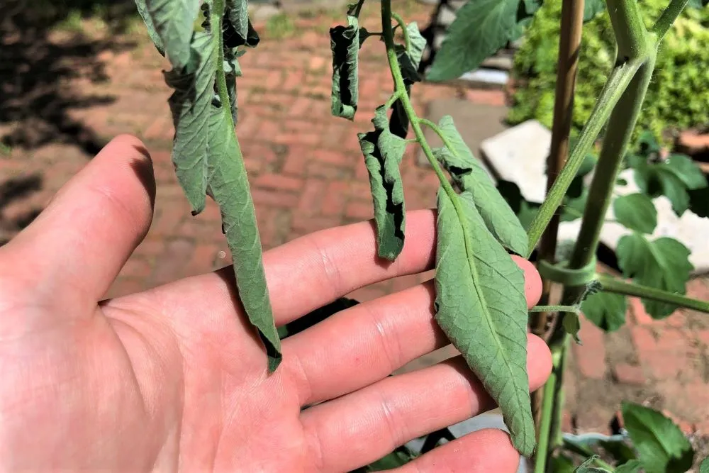 Tomato plant leaves wilting