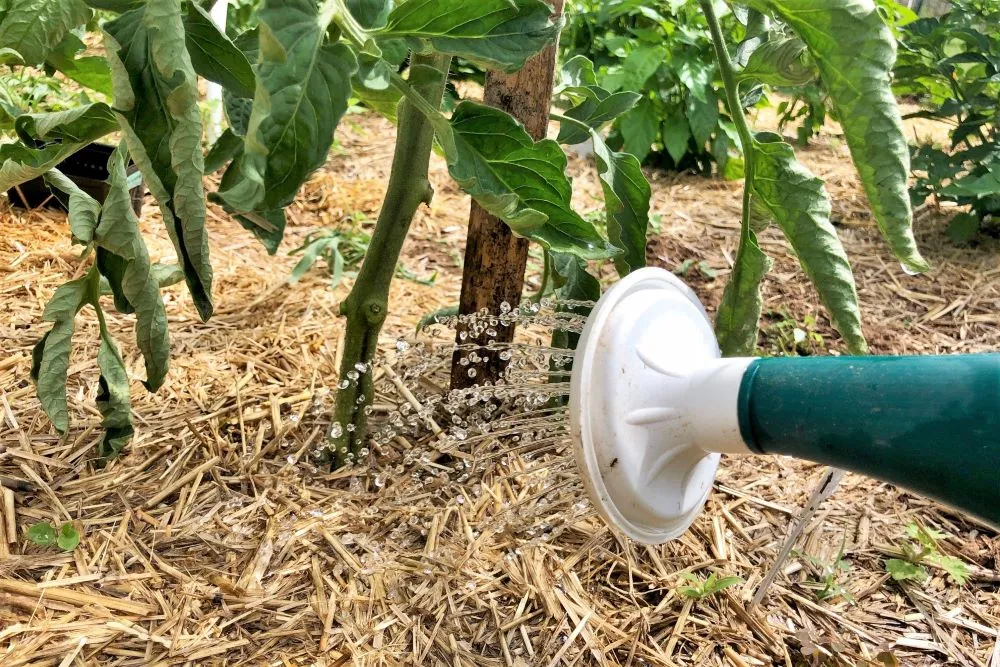 Watering tomato plant at base with straw mulch around stem.