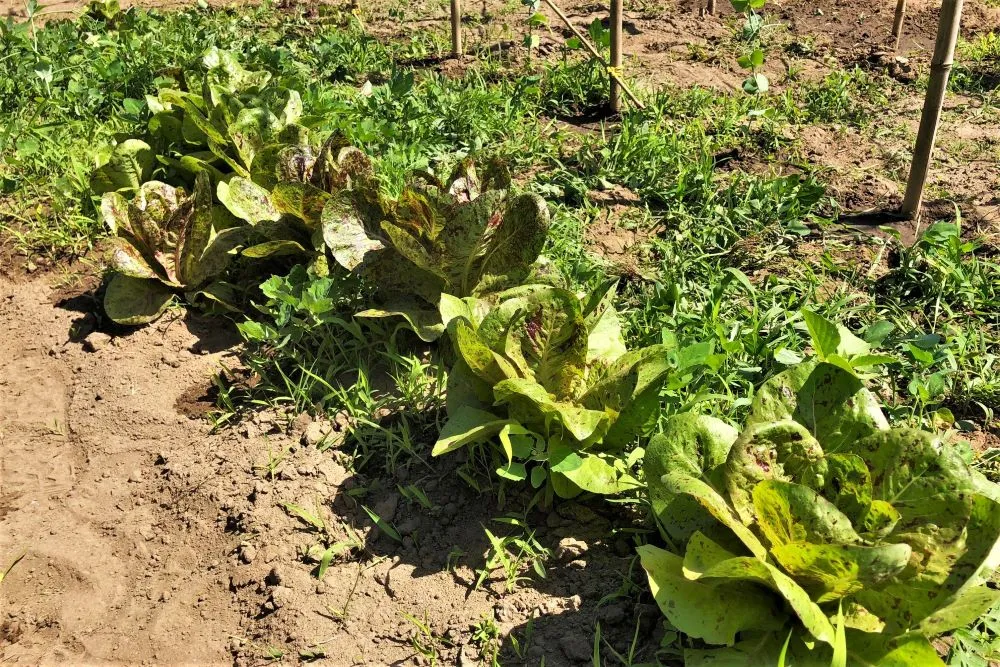 Leaf lettuce plants in a row