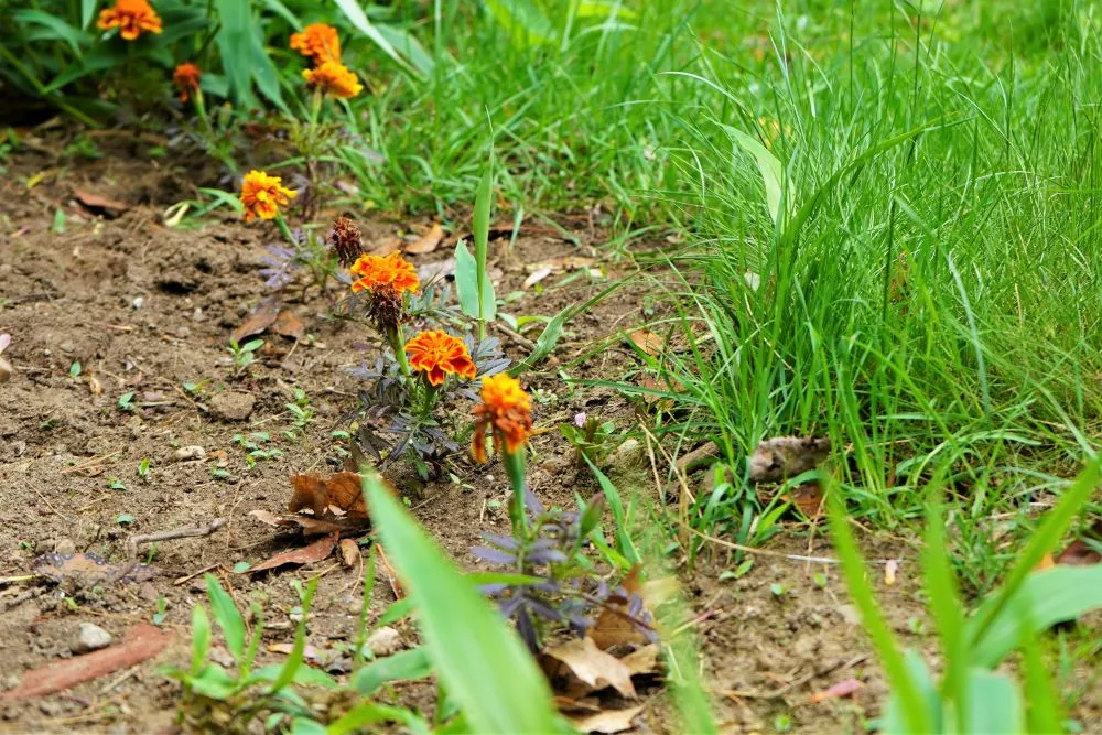 Young marigold plants in the ground