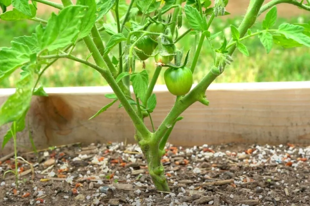 Bottom pruned tomato plant