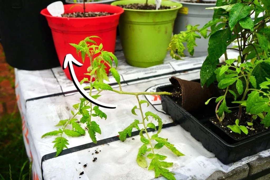 Tomato plant turned sideways to train stem to bend upwards.
