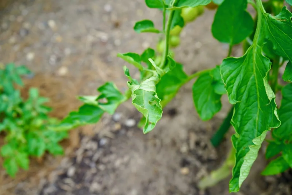 Curled leaf on tomato plant