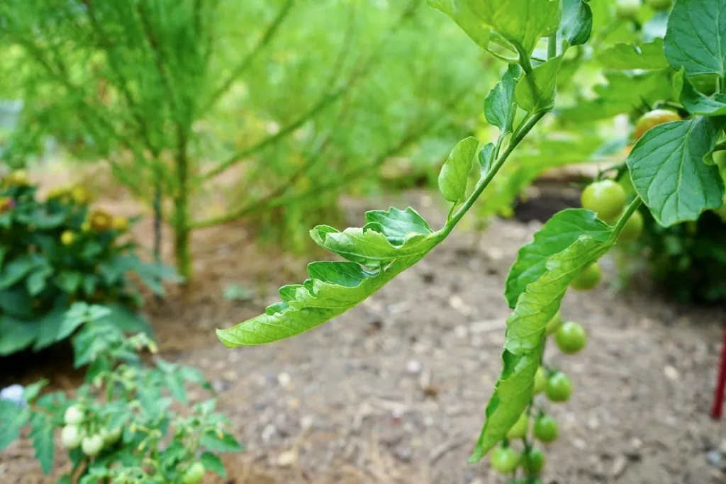 Tomato leaf curling upwards