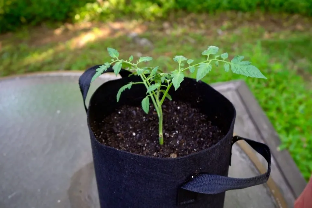 Clone of tomato sucker shoot in new potting soil