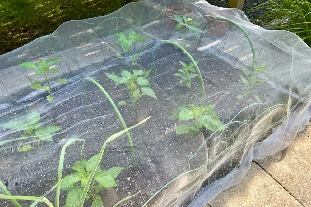 Insect netting over pepper plants in raised bed