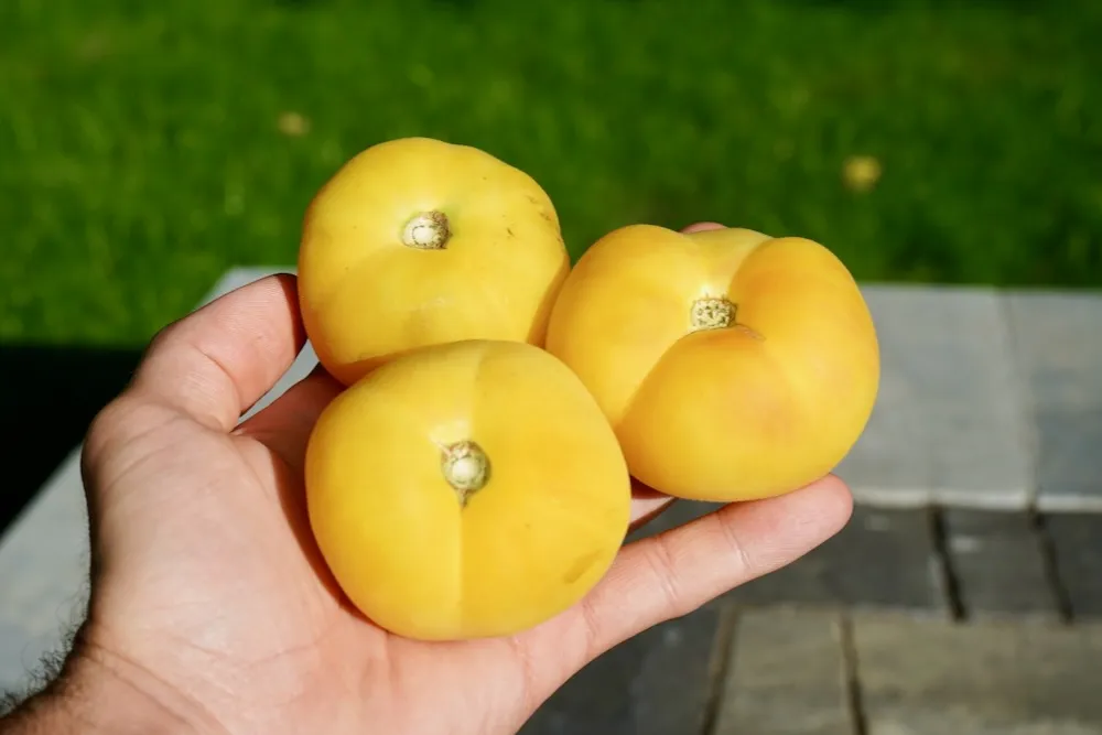 Garden peach tomatoes