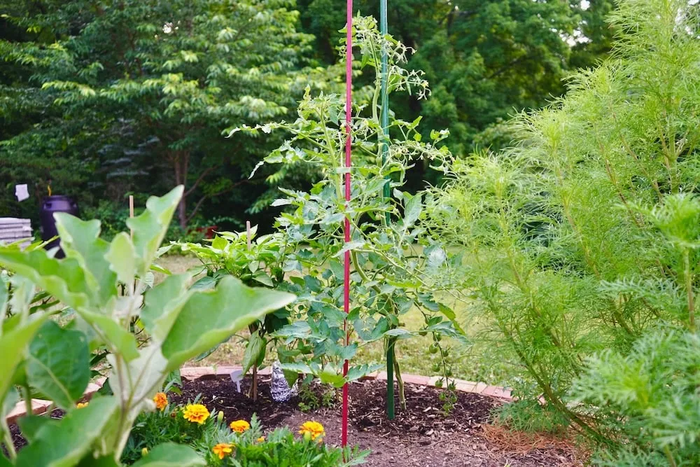 Tomato plant growing up stake in full sun
