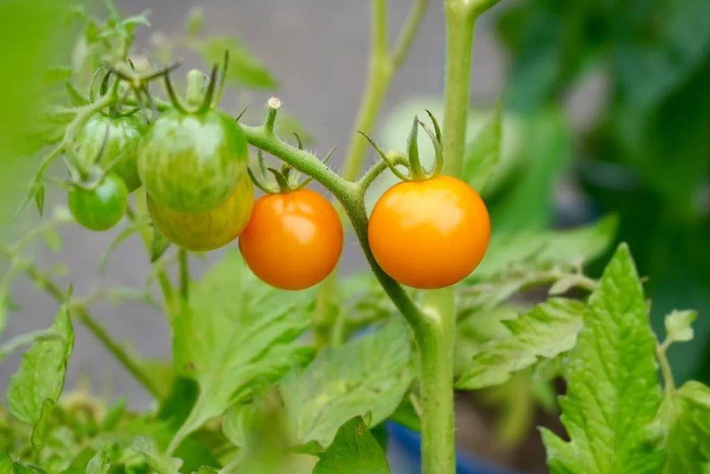 Sun sugar tomatoes on plant